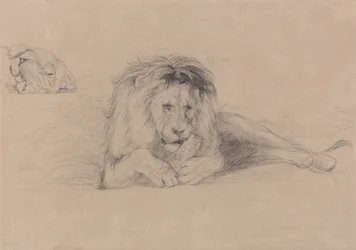 Study of a Lion and Study of a Lioness Head